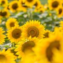 해마농장 이미지