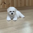 레이지 포 이미지