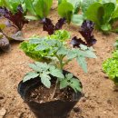 원줄농장 | 앉은뱅이 방울토마토 키우기, 모종심고 수확까지!