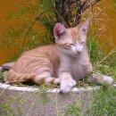 숲 동물의료센터 이미지