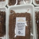 크로풀빵