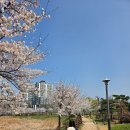 청수호수공원 | 천안 청수호수공원 벚꽃 실시간 후기, 지금 가면 예쁜 산책 코스 : 주차팁까지
