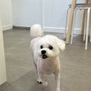 털로덮인친구들 서울상도점 이미지