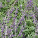 더마스트 이미지