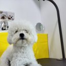 강남언니애견미용호텔 이미지