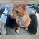 발라당냥 | [#입양후기] 아미