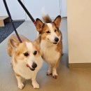 독클래스 이미지