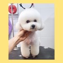 아망도그플레이스 이미지