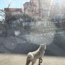 들개농장 이미지