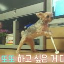 또또