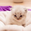 고양이 분양 달타냥 이미지