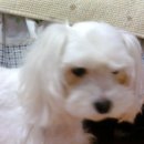 주공석사2지구 이미지