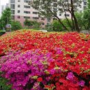 평촌중학교 앞 이미지