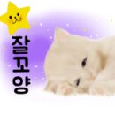 지니돌스 이미지
