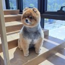 위드펫동물병원 미용실 | 부산 기장 일광 강아지 미용 목욕 추천 강아지 검진 진료 후기 일광해빛동물병원