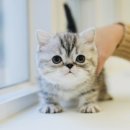 도그플러스 동물병원 이미지