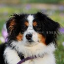 쉐이크테일 강아지 애견 유치원 호텔 미용 네이버블로그