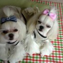 러블리 몽 이미지