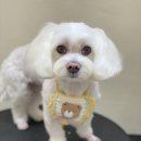 아미고 펫살롱 이미지