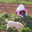 ◈ 쑥을 캐는 여인. A woman digging mugwort. 이미지