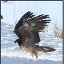 수염수리 Bearded Vulture 이미지