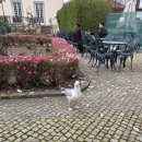 강 나 루 | 아기랑 포르투 여행(2) : 알마스 성당, 포르투 대성당, 테일러 와이너리, 베이라리루 시장, 볼량시장