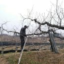 김제 용인농원 이미지
