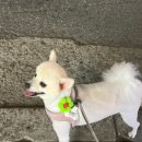 블라썸펫 이미지