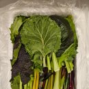 뉴그린농자재 | 건강한 식이섬유 다이어트 식단, 클로렐라 쌈채소 야채 맛집 &#39;양주농부이범석&#39; 정기배송 주문후기