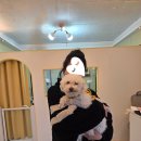 남현동-25 | [서울/관악구] 프린그루밍(구.남현댕) 푸들 반려견 미용+스파 솔직후기