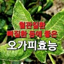 오가피(오갈피) 효능과 부작용 섭취방법 이미지