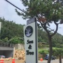 씨앤트리(Sea&Tree) 이미지