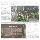 백송미술학원 | 주T ....99화 (12.3) 우연히 건네 준 격려의 기적? ... 통의동 백송 이야기 ( 촛불은 6차 !!)