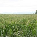 광동농장 이미지