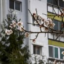 금호동 장미아파트 이미지