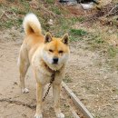 도담이 이미지