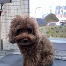 언니네 펫 이미지