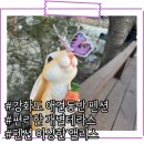 펜션 이상한 앨리스 네이버블로그