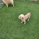 행복 애견방 이미지