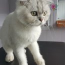 봄봄냥 이미지