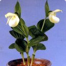 복주머니 이미지