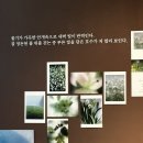 노리풀