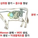 영양-10)영양군 서부리 100-1 | CTCZYME® 반추가축에서의 영양 보충과 기능성 효과