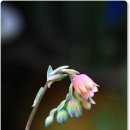 황금다육이와선인장