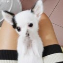 콩순이PC 이미지
