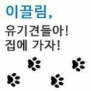 놀다가개 이미지