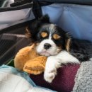 장거리식당 이미지