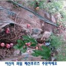 궁 민박 이미지