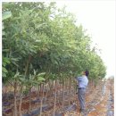 청목농장 이미지