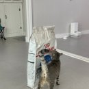 그루밍 까꿍 | 🐾 실내 고양이 사료 추천 | 로얄캐닌 인도어 5개월 사용 후기